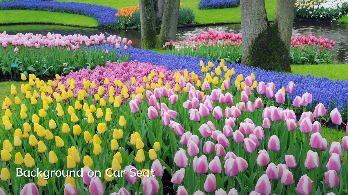 Background on Car Seat